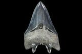 Serrated, Fossil Megalodon Tooth - Georgia #90146-2